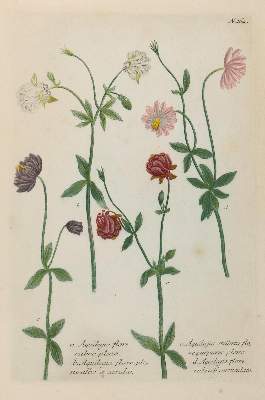 Bild Nr.5: 130-2898 Sammlung: (Varia, Botanik)