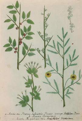 Bild Nr.8: 130-2898 Sammlung: (Varia, Botanik)