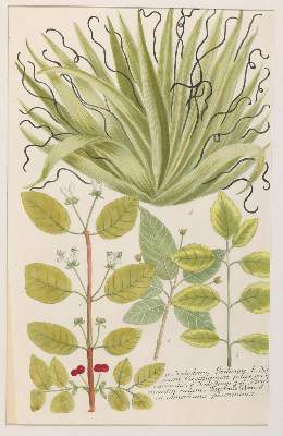 Bild Nr.9: 130-2898 Sammlung: (Varia, Botanik)