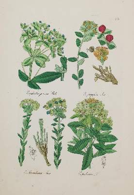 Bild Nr.1: 130-2900 Sammlung: (Varia, Botanik)