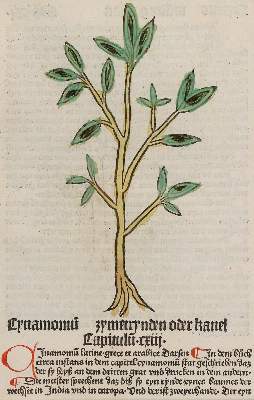Bild Nr.1: 130-2902 Sammlung: (Varia, Botanik)