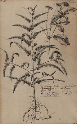 Bild Nr.3: 130-2902 Sammlung: (Varia, Botanik)