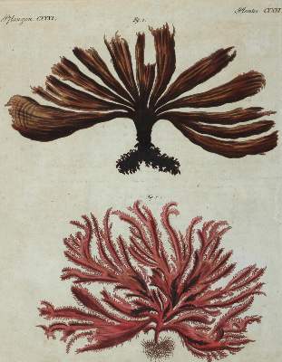 Bild Nr.7: 130-2902 Sammlung: (Varia, Botanik)