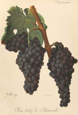 Bild Nr.2: 130-2903 Weinreben.: (Varia, Botanik)