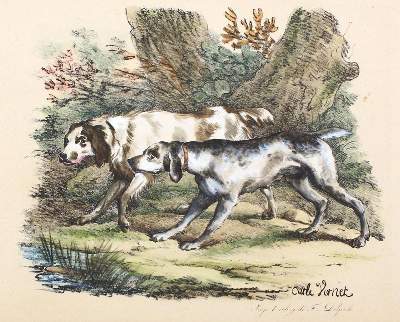 Bild Nr.2: 130-2948 Delpech, Francois-Séraphin: (Varia, Kynologie)