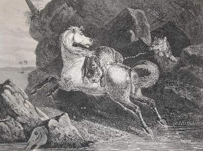 Bild Nr.1: 130-2976 Sammlung: (Varia, Pferde)