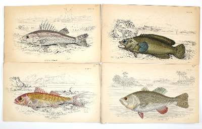 Bild Nr.2: 130-3013 Sammlung: (Varia, Zoologie, Fische)
