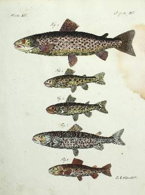 Bild Nr.1: 130-3014 Sammlung: (Varia, Zoologie, Fische)