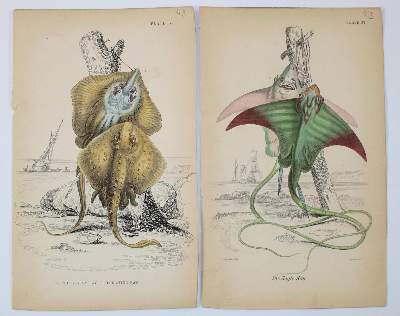 Bild Nr.2: 130-3014 Sammlung: (Varia, Zoologie, Fische)