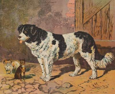 Bild Nr.1: 130-3015 Hunde.: (Varia, Zoologie)