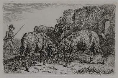 Bild Nr.3: 130-3016 Konvolut: (Varia, Zoologie)