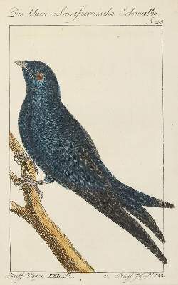 Bild Nr.1: 130-3017 Sammlung von: (Varia, Zoologie)