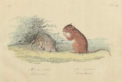 Bild Nr.2: 130-3017 Sammlung von: (Varia, Zoologie)