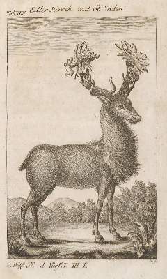 Bild Nr.4: 130-3017 Sammlung von: (Varia, Zoologie)