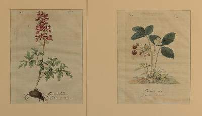 Bild Nr.5: 130-3017 Sammlung von: (Varia, Zoologie)