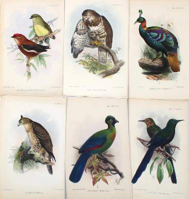 Bild Nr.2: 130-3020 Sammlung: (Varia, Zoologie, Vögel)