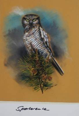 Bild Nr.1: 130-3022 Vögel.: (Varia, Zoologie, Vögel)