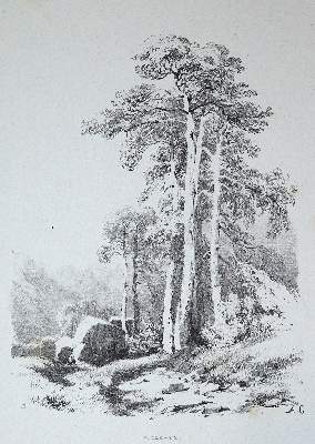 Bild Nr.1: 130-3644 Calame, Alexandre: (Künstlergraphik)