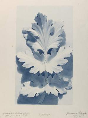 Bild Nr.1: 130-3665 Clauss, Immanuel: (Künstlergraphik)