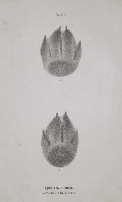Bild Nr.1: 130-627 Dombrowski,R.v.: (Jagd)