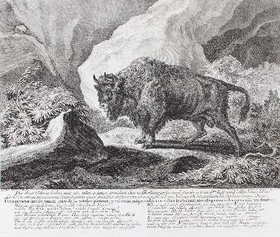 Bild Nr.2: 130-629 Rotwild/Rotwildjagd.: (Jagd, Ridinger)