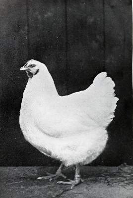 Bild Nr.21: 130-665 Konvolut: (Land- und Forstwirtschaft, Tierhaltung, Geflügel)