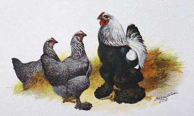 Bild Nr.41: 130-665 Konvolut: (Land- und Forstwirtschaft, Tierhaltung, Geflügel)