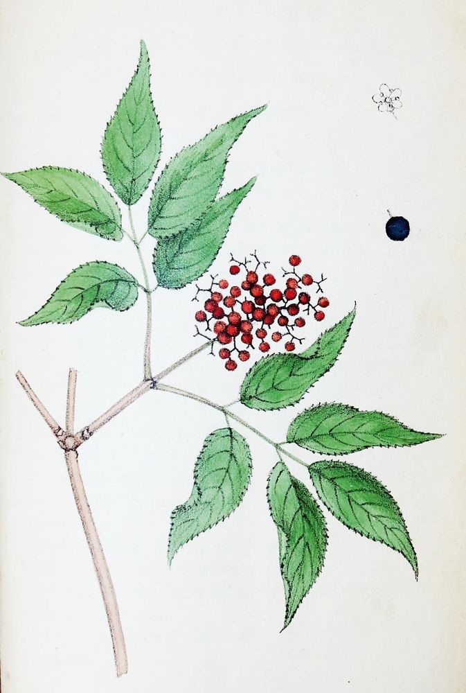 Große Abbildung Nr.1: 131-1311 (Labram,J.D.: (Botanik)