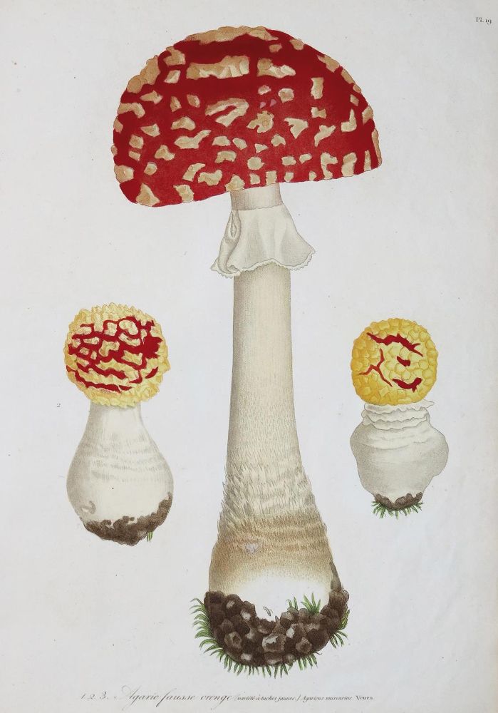 Große Abbildung Nr.1: 131-1316 Roques,J.: (Botanik, Pilze)