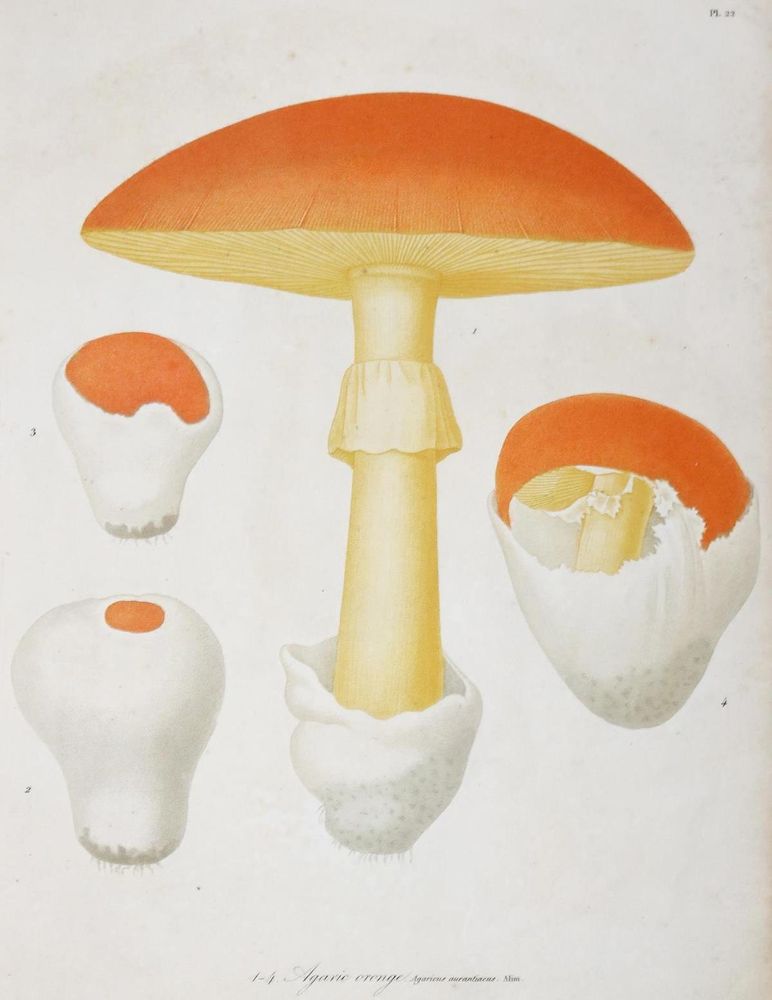 Große Abbildung Nr.2: 131-1316 Roques,J.: (Botanik, Pilze)