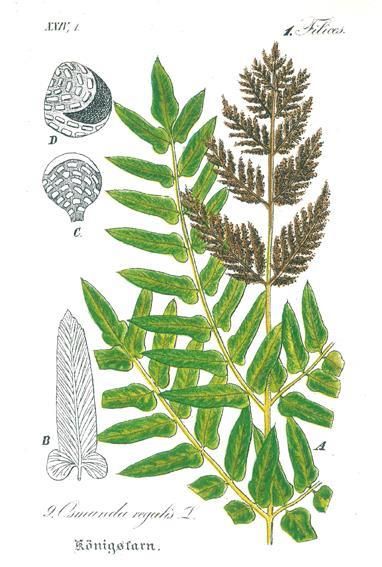 Große Abbildung Nr.1: 131-1318 Schlechtendal,D.F.L. u. L.E.Langethal: (Botanik)