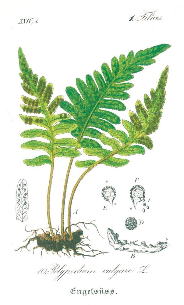 Große Abbildung Nr.2: 131-1318 Schlechtendal,D.F.L. u. L.E.Langethal: (Botanik)