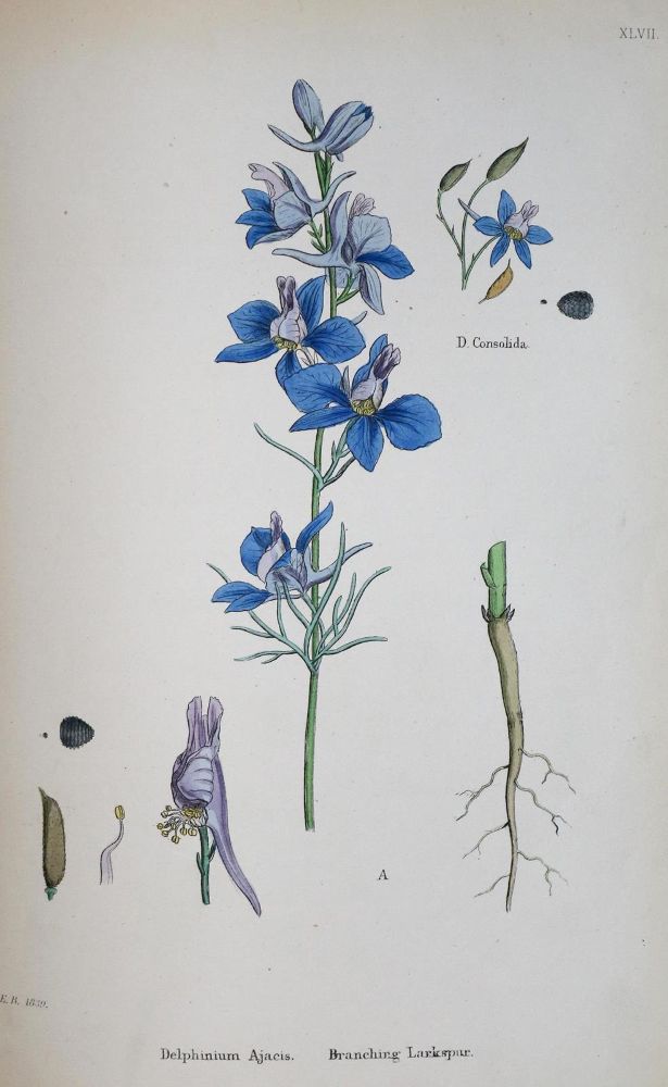 Große Abbildung Nr.1: 131-1321 Sowerby,J.: (Botanik)