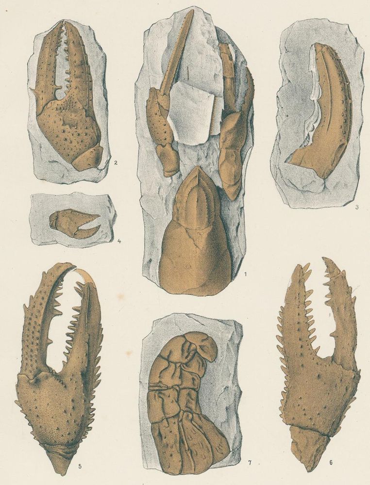 Große Abbildung Nr.2: 131-1377 Fritsch,A.: (Zoologie, Crustaceen, Paläontologie)