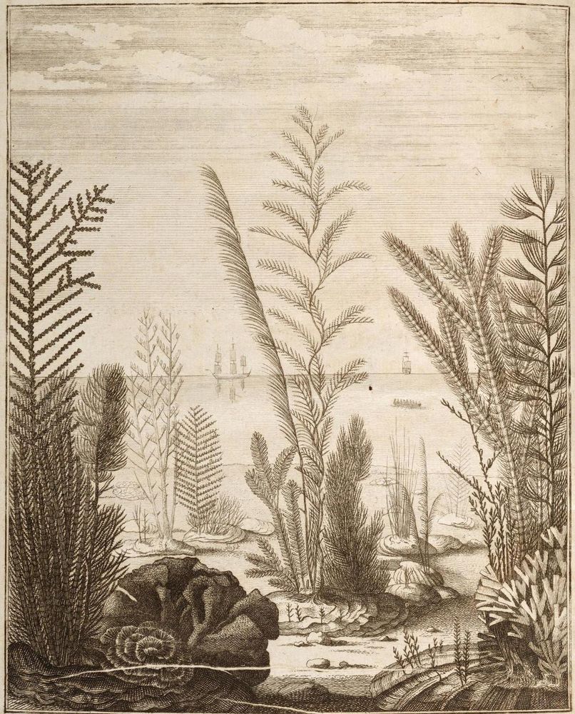 Große Abbildung Nr.1: 131-1378 Ellis,J.: (Zoologie)