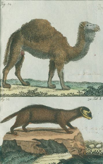 Große Abbildung Nr.1: 131-1381 Gmelin, C. C.: (Zoologie)