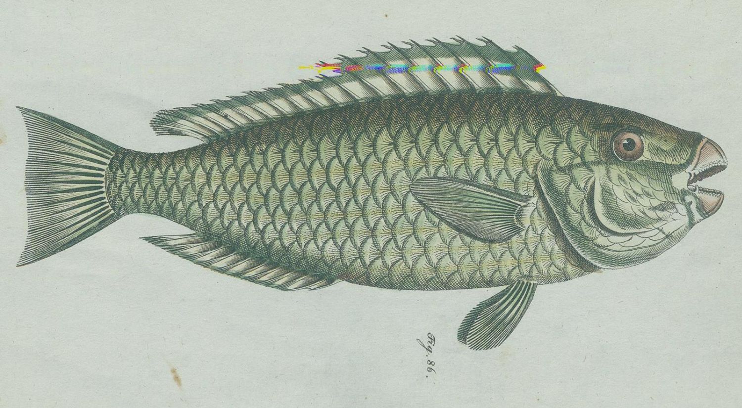 Große Abbildung Nr.3: 131-1381 Gmelin, C. C.: (Zoologie)