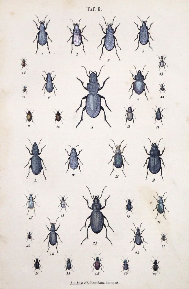 Große Abbildung Nr.1: 131-1385 Calwer,C.G.: (Zoologie, Käfer)