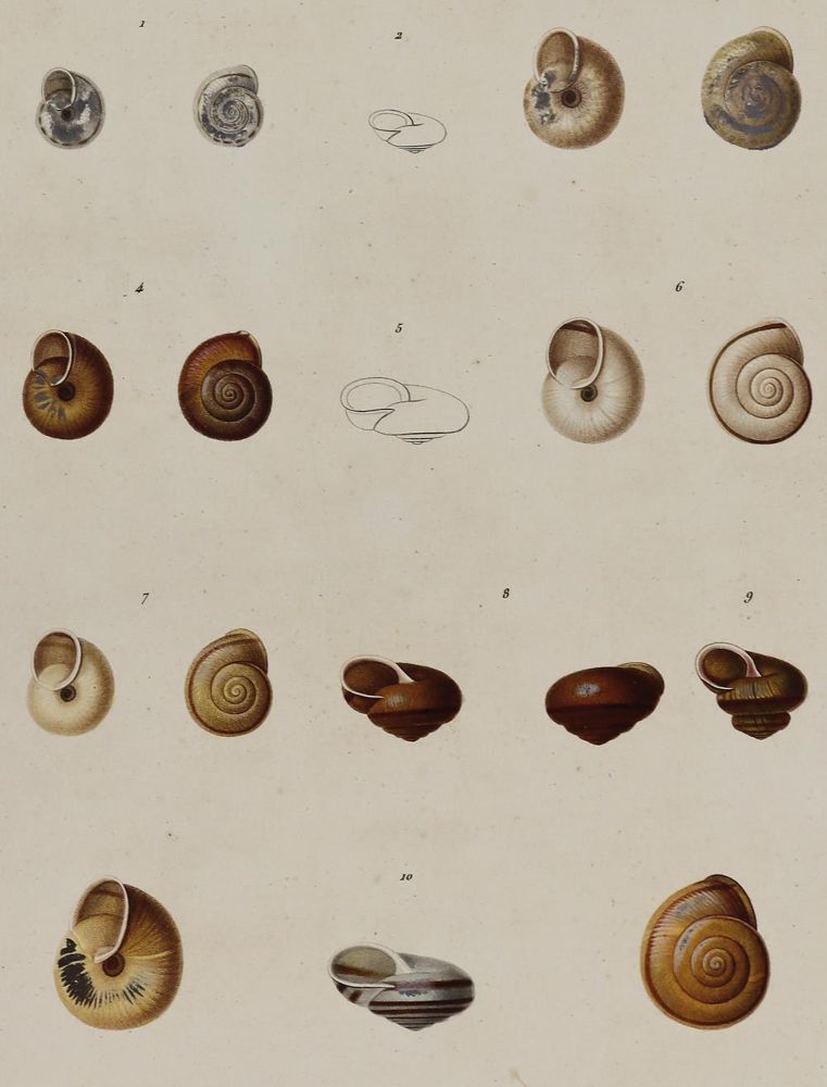 Große Abbildung Nr.1: 131-1392 Ferussac,J.B.L.d'Audebard de u. G.P.Deshayes.: (Zoologie, Schnecken)