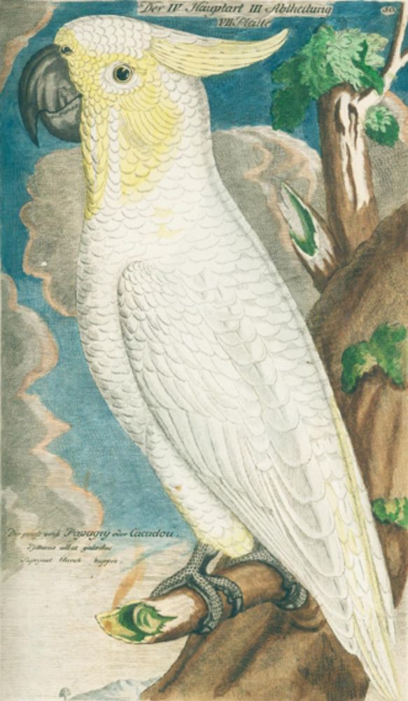 Große Abbildung Nr.1: 131-1393 Frisch,J.L.: (Zoologie, Vögel)