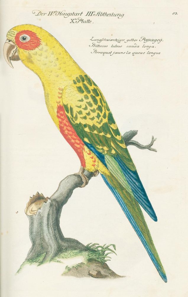 Große Abbildung Nr.2: 131-1393 Frisch,J.L.: (Zoologie, Vögel)
