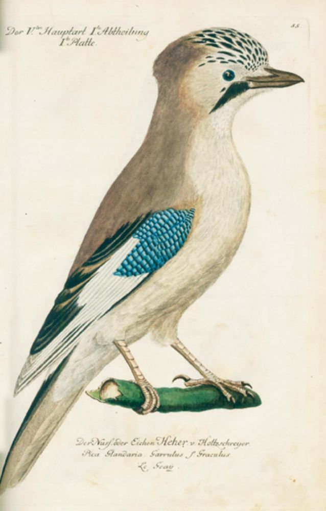Große Abbildung Nr.3: 131-1393 Frisch,J.L.: (Zoologie, Vögel)