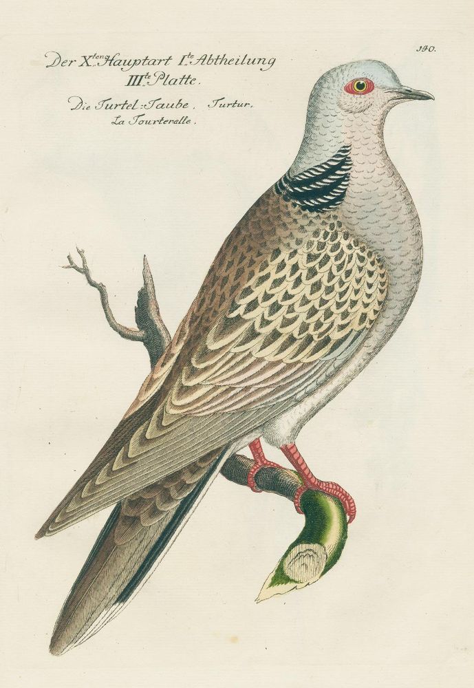 Große Abbildung Nr.4: 131-1393 Frisch,J.L.: (Zoologie, Vögel)