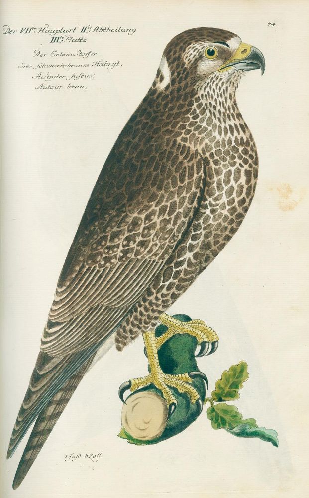 Große Abbildung Nr.6: 131-1393 Frisch,J.L.: (Zoologie, Vögel)