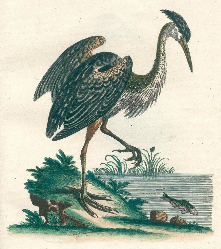 Große Abbildung Nr.1: 131-1395 Seligmann,J.M.: (Zoologie, Vögel)