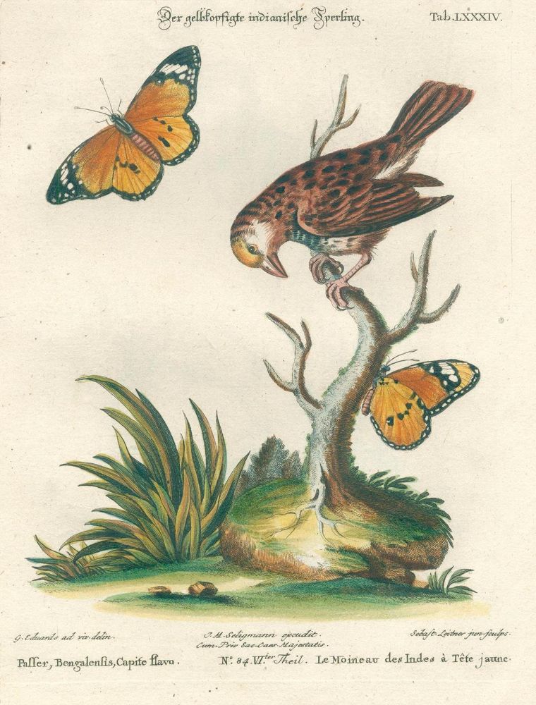 Große Abbildung Nr.10: 131-1395 Seligmann,J.M.: (Zoologie, Vögel)