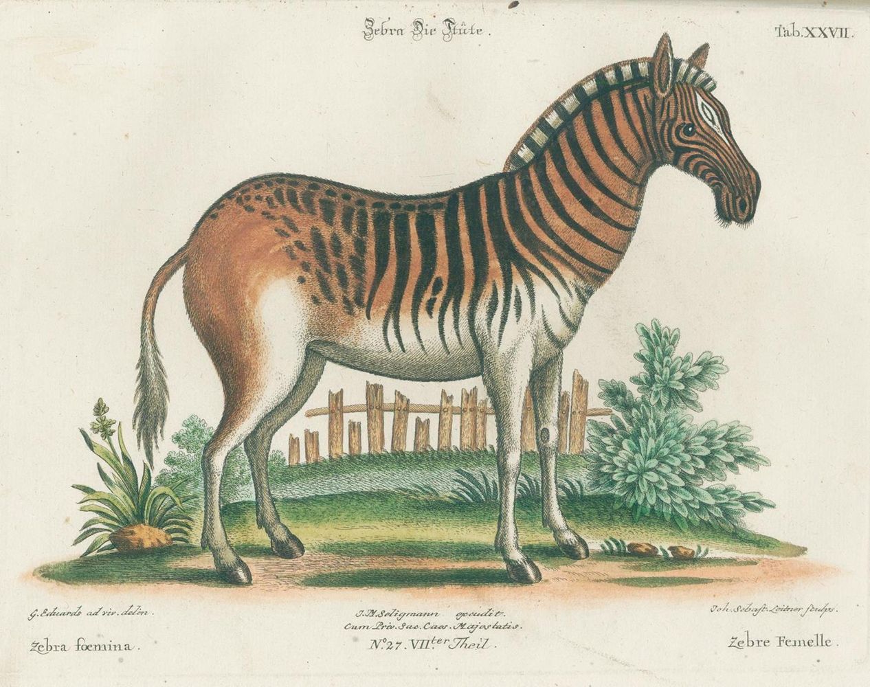 Große Abbildung Nr.16: 131-1395 Seligmann,J.M.: (Zoologie, Vögel)