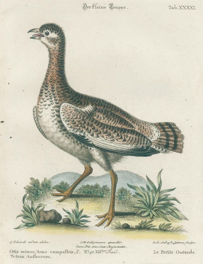 Große Abbildung Nr.17: 131-1395 Seligmann,J.M.: (Zoologie, Vögel)