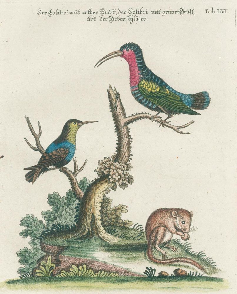 Große Abbildung Nr.20: 131-1395 Seligmann,J.M.: (Zoologie, Vögel)