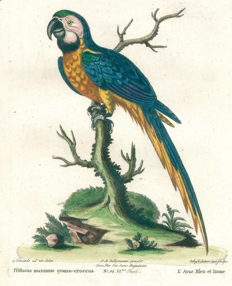 Große Abbildung Nr.7: 131-1395 Seligmann,J.M.: (Zoologie, Vögel)